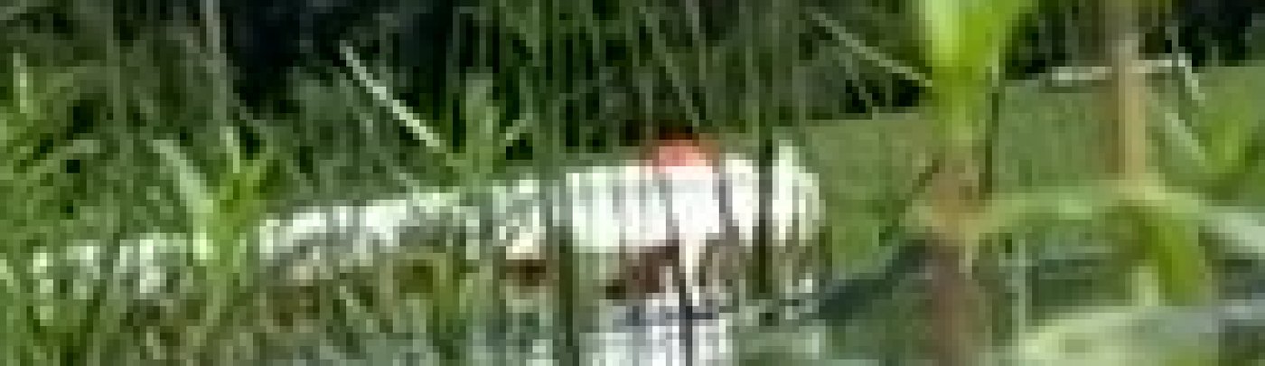 Extreme crop showing the white raft with its orange stripe, its outline interrupted by several dark vertical grass stems standing between it and the lens.
