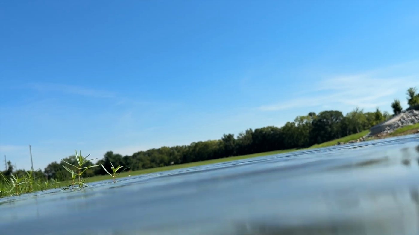 View from a lens a third of an inch above a pond: blurred water filling the lower third of the frame, a thin bright strip of mown grass along the far bank, a treeline above it, and two out-of-focus reed stems standing in the near foreground.